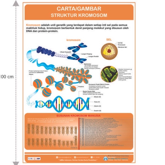 POSTER KROMOSOM / CARTA CROMOSOM / GAMBAR KROMOSOM