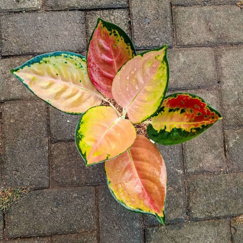 Aglonema Sultan brunei remaja - tanaman hias hidup - bunga hidup - bunga aglonema - aglaonema merah 