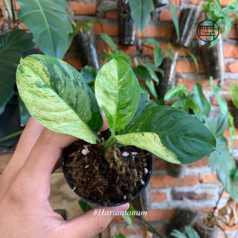 Rhaphidophora puberula variegata (Include pot & media tanam)