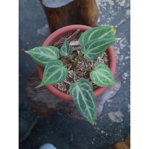 anthurium silver tiger