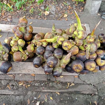 

Buah lontar /siwalan 1kg