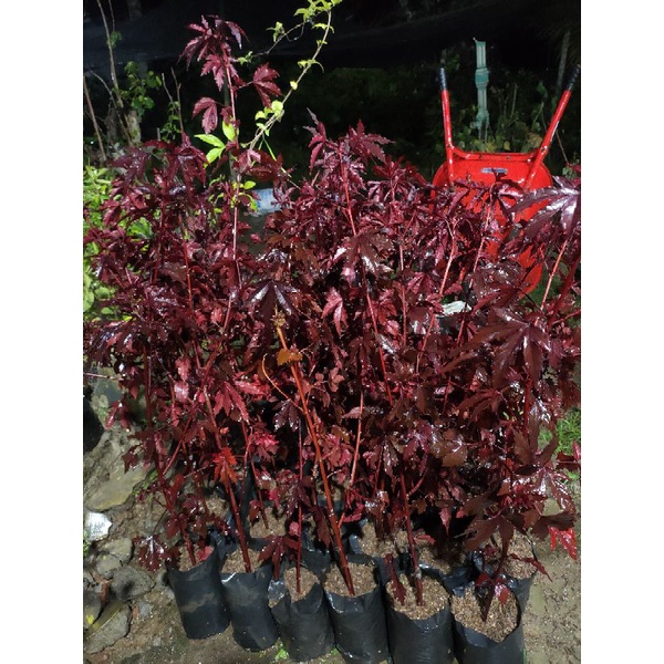 bahan bonsai/bibit bonsai red panama