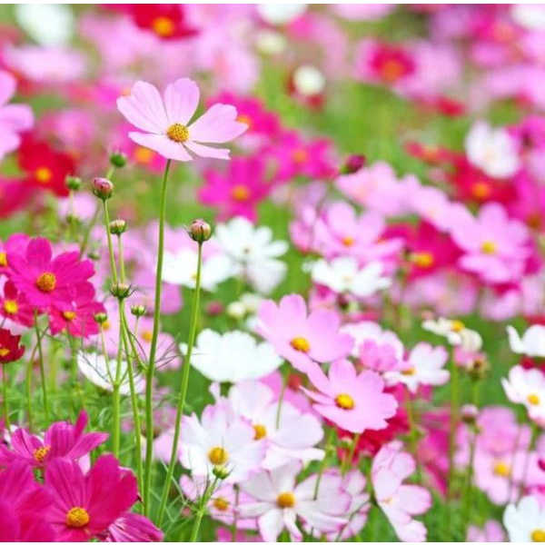 Benih / Biji Tanaman Hias Bunga Kenikir - Cosmos Dwarf Mix Warna Warni Cantik Unik