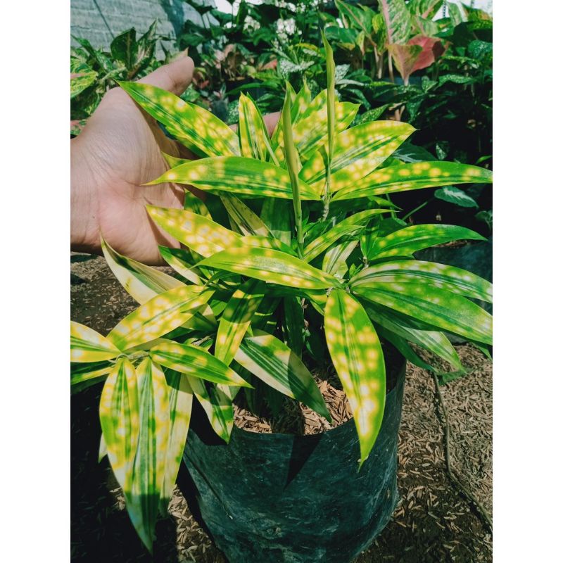 Tanaman hias bambu jepang