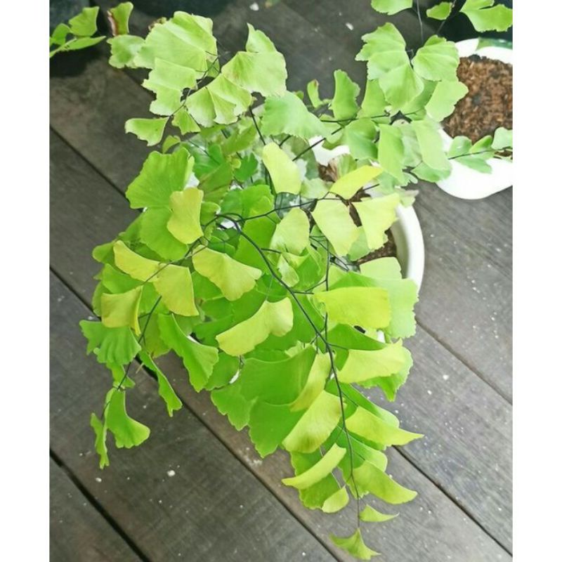 Tanaman hias Suplir daun besar - Suplir Gajah