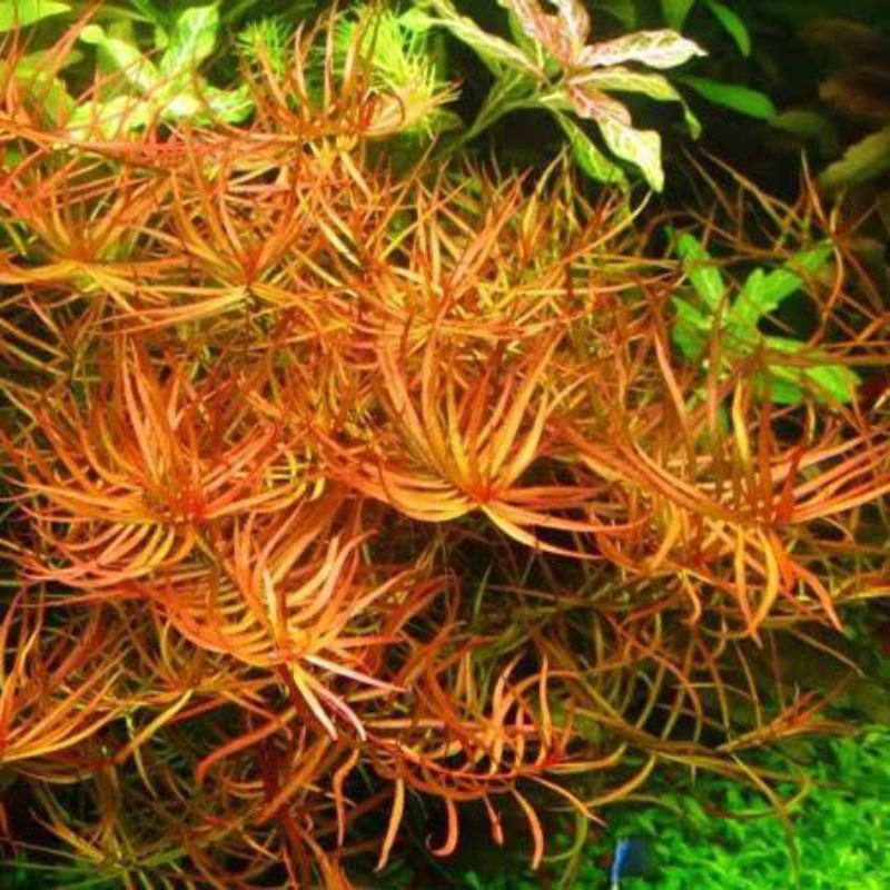 Tanaman Aquascape Ludwigia Arcuata (Daun Darat )