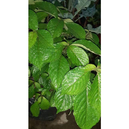 

Daun Keji Beling / Pecah Beling Segar