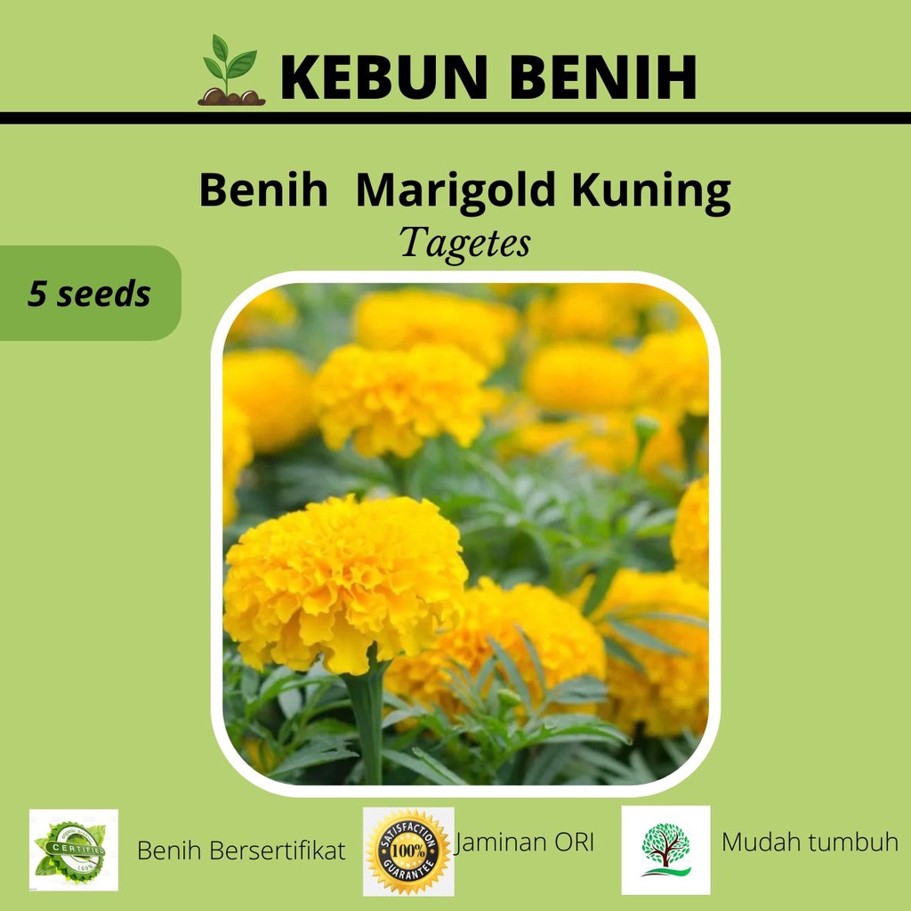 Benih Tanaman Marigold Kualitas Unggul