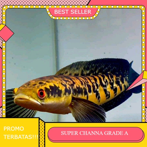 HIASAN HIDUP AQUARIUM CHANNA ASIATICA YS 4-5CM GRADE A