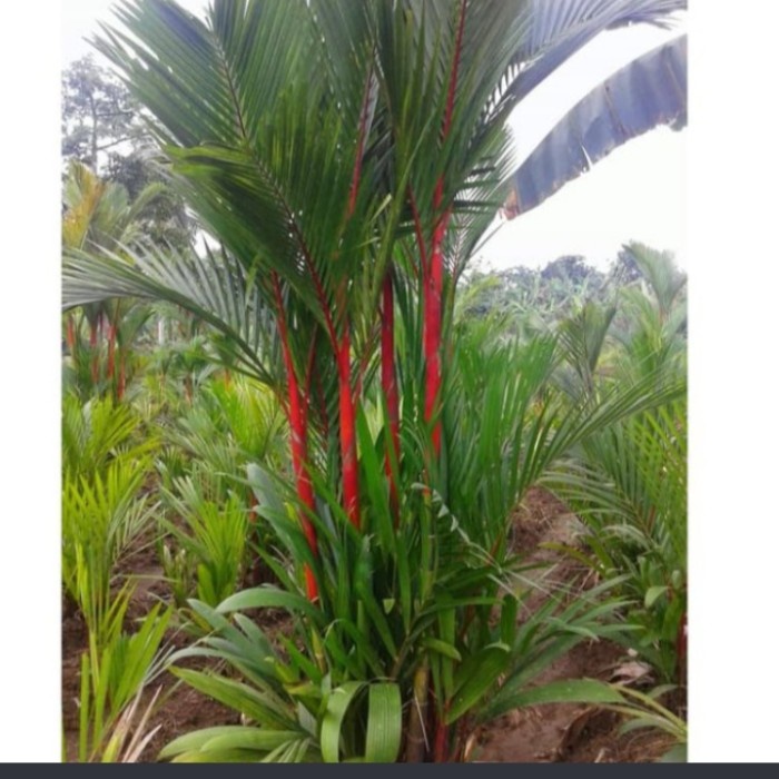 pohon palem merah tinggi 1 meter
