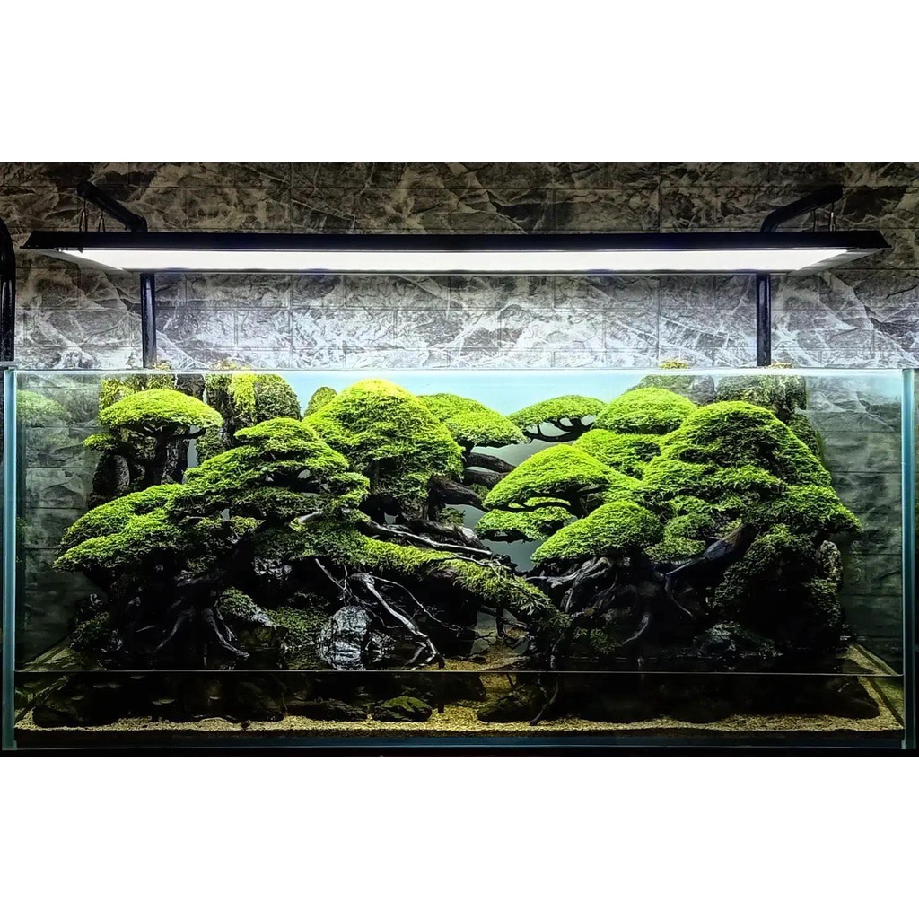 Nickz aquascape bonsai kayu rubuh style fullset 120cm