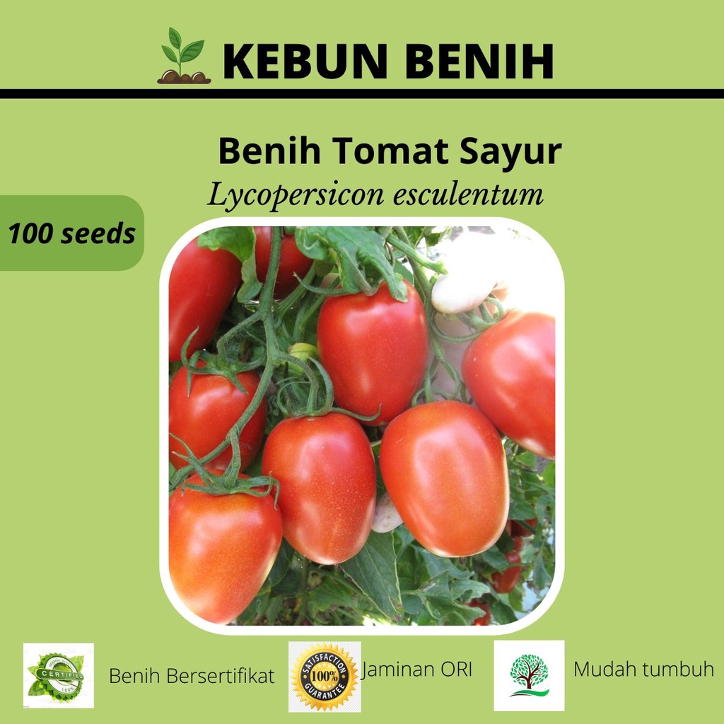 100 Benih Tomat Sayur F1 Hibrida / Benih Tomat Merah Kualitas Unggul