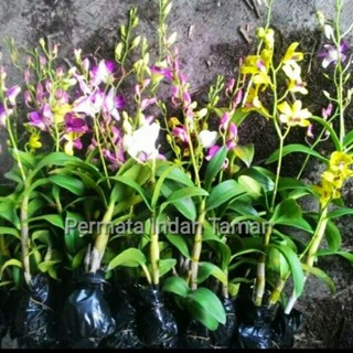 ANGGREK DENDROBIUM SIAP BERBUNGA!!sudah Spike/Knop-DENDROBIUM