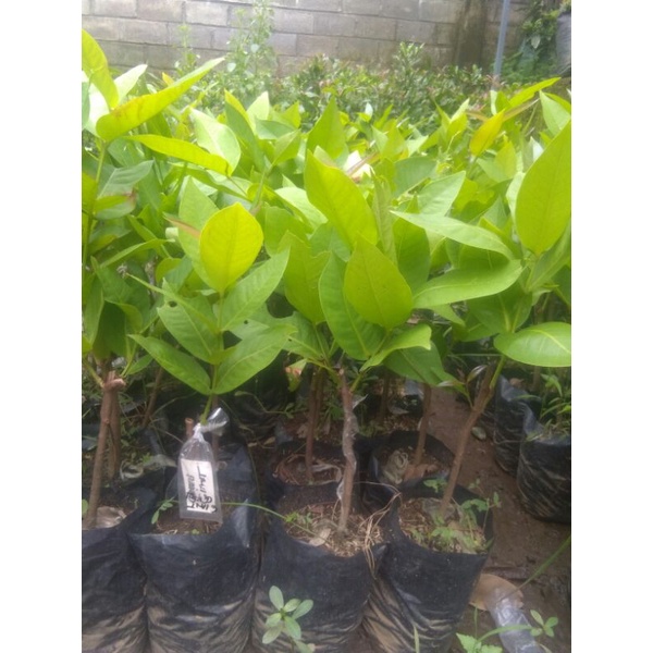 hasil Okulasi Bibit Tanaman Jambu Air Green Giant bibit jambu air green Giant