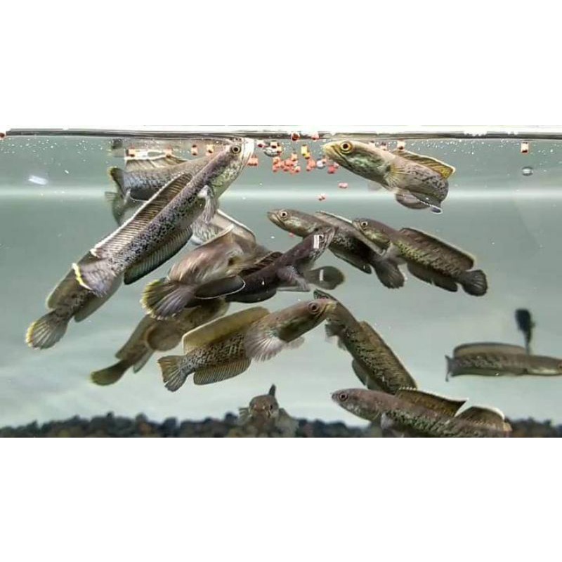 stewarti 100%BERGARANSI size 10-7cm an