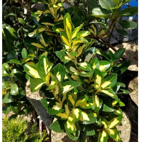 Tanaman Euonymus Japonicus / Fortune Spindle / Havana Hijau