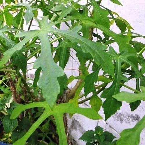 Jual Bibit Pohon Gedi Tanaman Herbal Bukan Pepaya Jepang A Shopee Indonesia