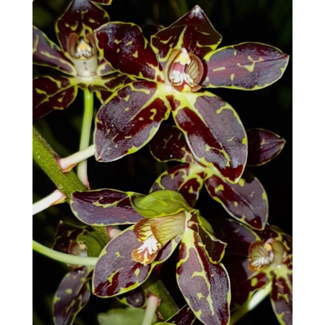 Anggrek Grammatophyllum Tiger Paw - Pra Dewasa