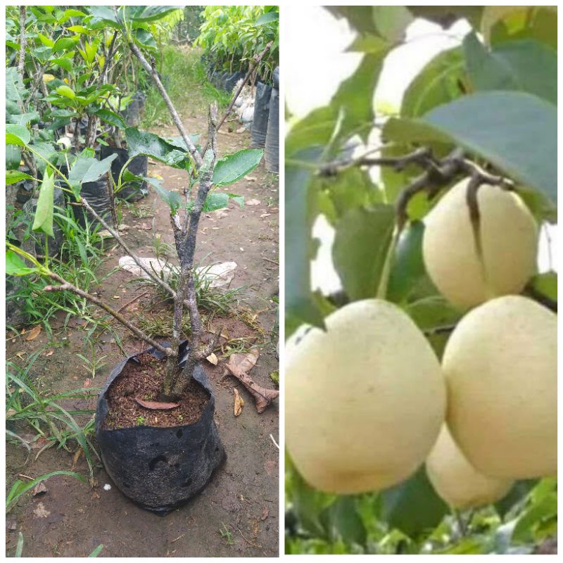 bibit pir madu cepat berbunga dan berbuah