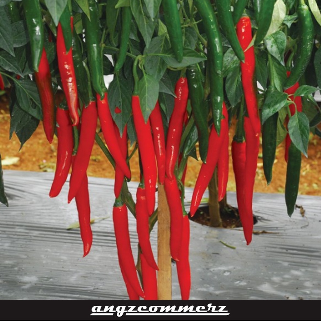 PANAH MERAH Cabai Besar Gada F1 150 Seeds