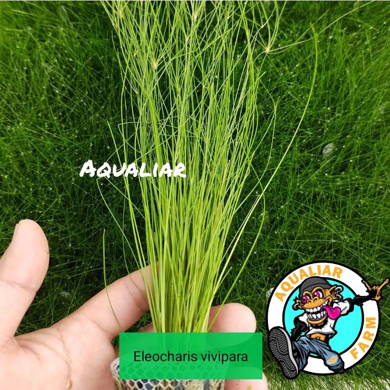 Hairgrass eleocharis vivipara isi banyak tanaman aquascape