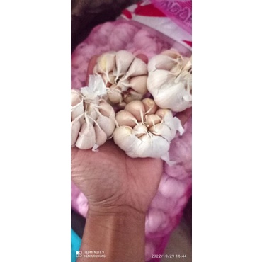 

1kg BAWANG PUTIH PANEN BARU
