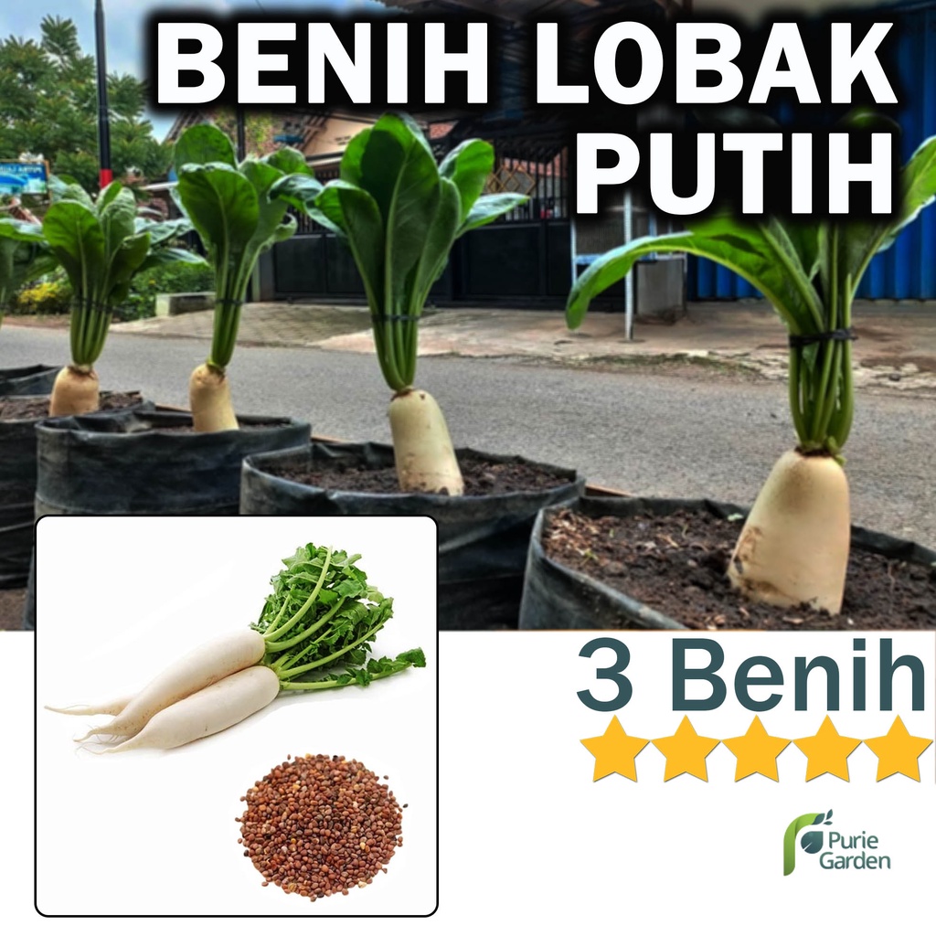 Benih Bibit Lobak Radish Putih 3 Benih Dua Ribuan PG SBY