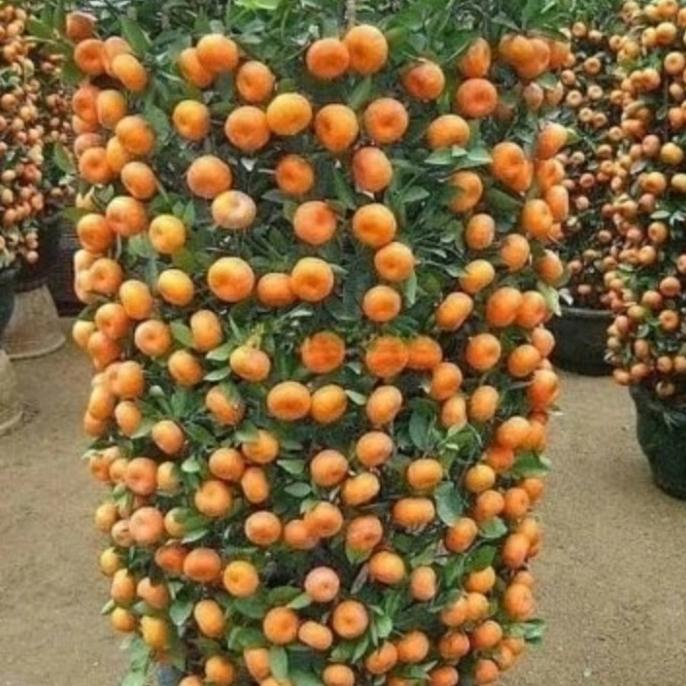 joss paket murah 3 bibit jeruk santang madu siap berbuah viral