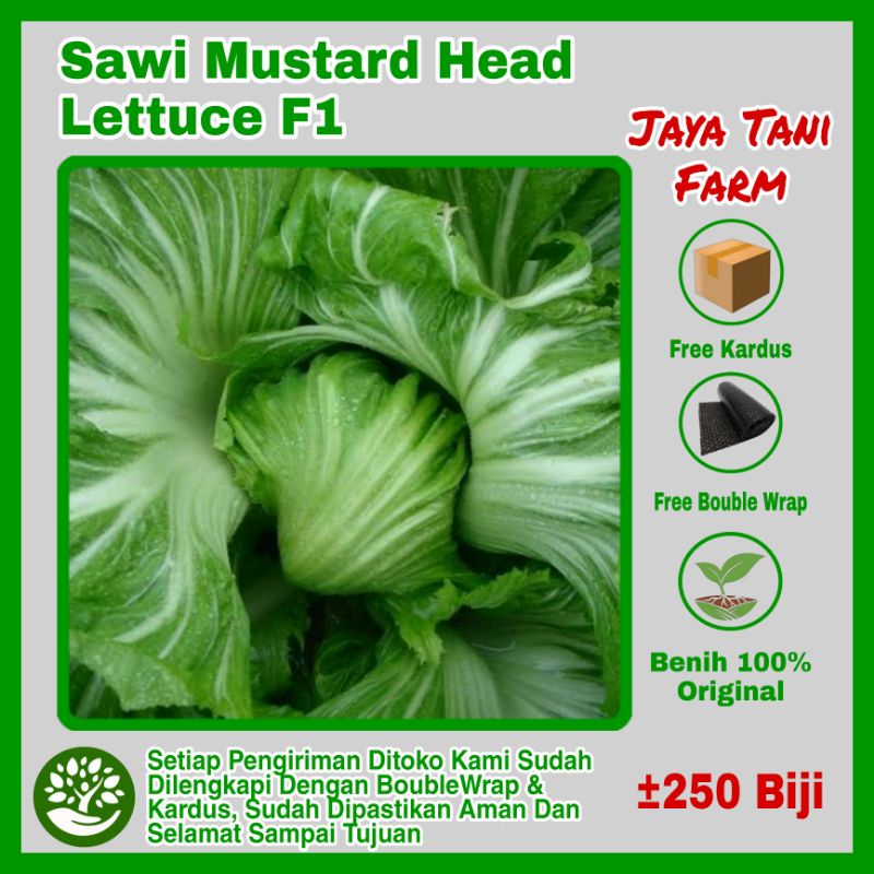 250 Biji Benih Sawi Mustard Glory Head Lettuce Sawi Import Pahit Hijau Thailand Benih Sayuran / Bibi