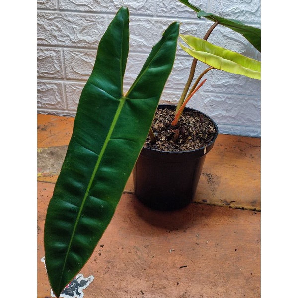 philodendron billieteae/ kabel busi tangkai oren ori