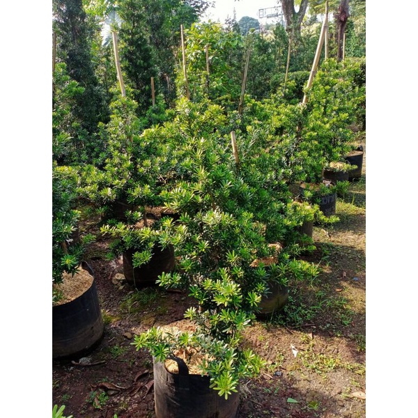 Tanaman Hias Lohansung Cincuan Tinggi 1 meter