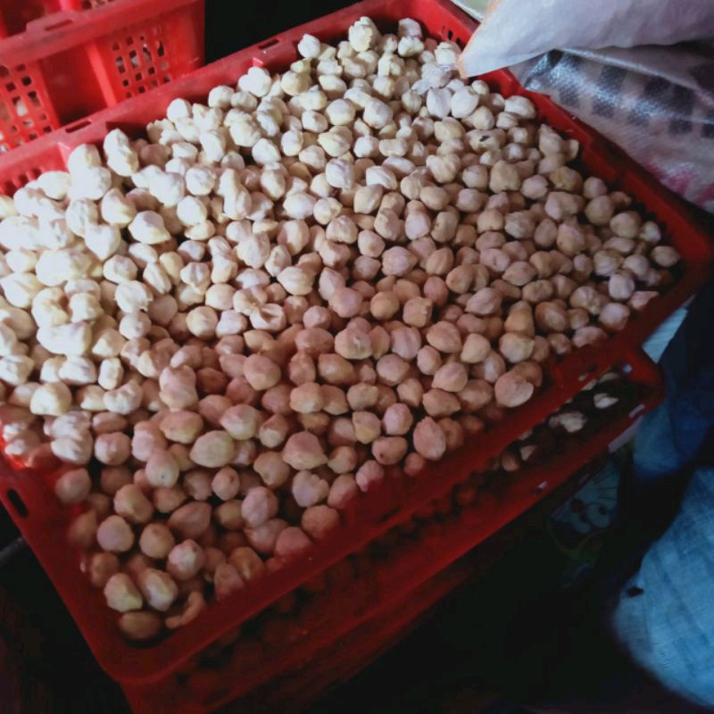 

Kemiri Bulat Super Medan ~ 1 KG