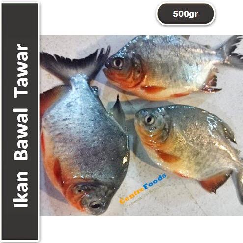 

Ikan Bawal Fresh - Ikan Bawal Air Tawar | 500gr [ Harga Per 0,5 Kg ]