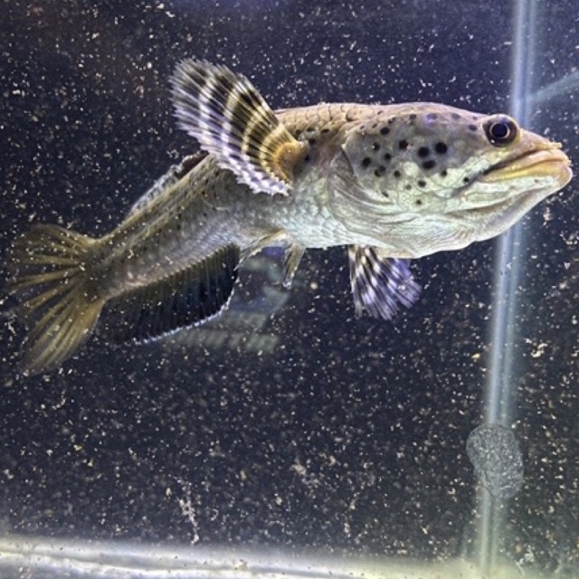 blue pulcra single tank 11-13 dan 14-16 cm (full Pb/pelet)