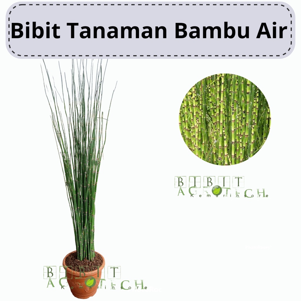 Tanaman Hias Bambu Air / Tanaman Hias Ekor Kuda (BELI 10 GRATIS 1)