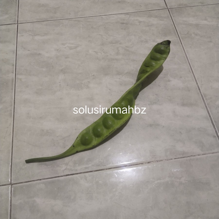 buah pete per helai lembar petai sayur segar halus organik 1 papan