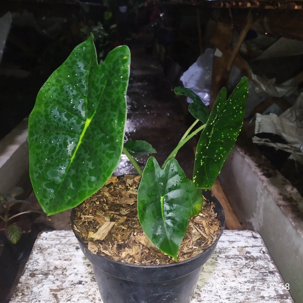 alocasia Golden bone || alokasia golden bone