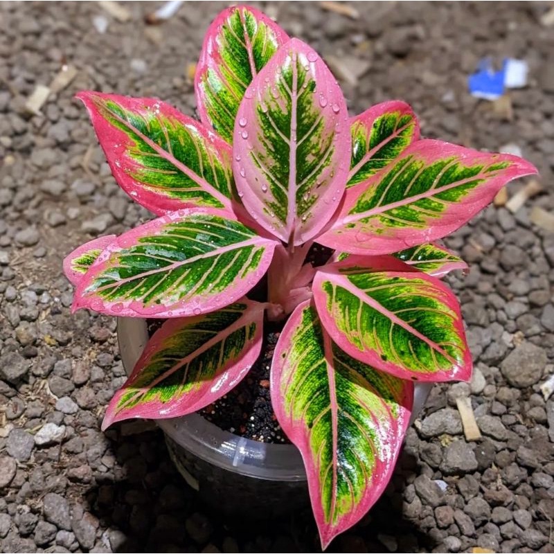 Aglonema lipstik pink (Tanaman hias aglaonema lipstik pink) - tanaman hias hidup - bunga hidup - bunga aglonema - aglaonema merah - aglonema merah - aglaonema murah - aglaonema murah