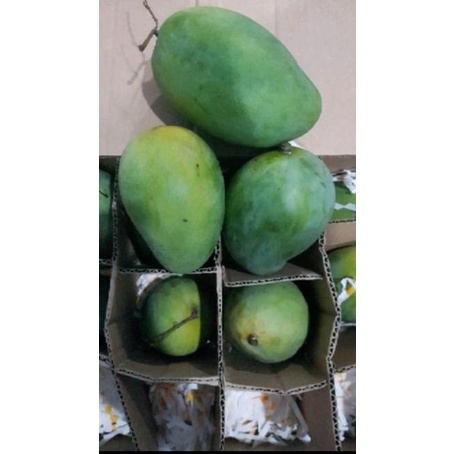 mangga harum manis matang dipohon no karbit