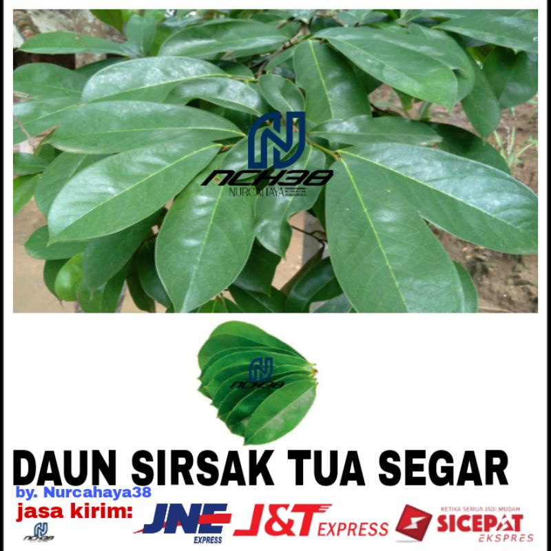 

daun sirsak | DAUN SIRSAK TUA SEGAR /100 lembar