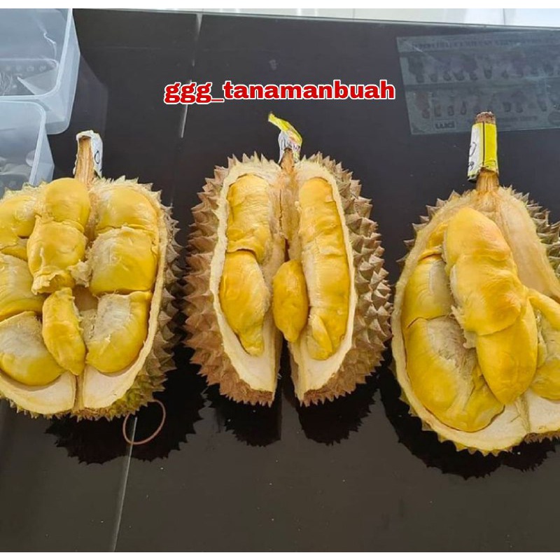 Bibit Durian Monthong Unggul Hasil Okulasi Cepat Berbuah