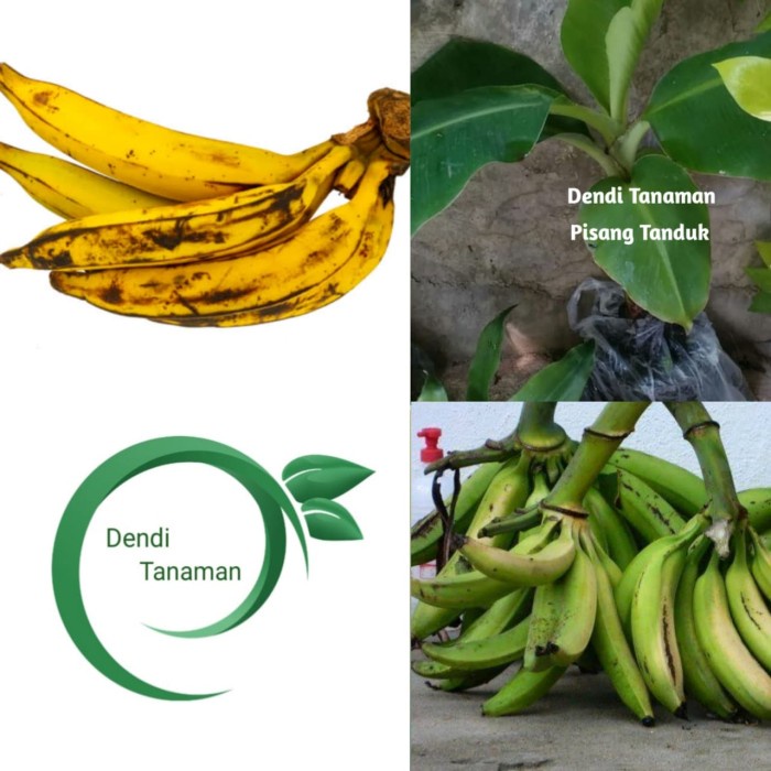 Bibit Pohon Pisang Tanduk / Buah Pisang Tanduk EE44