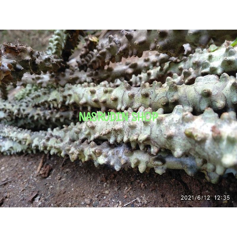 

[Fresh] BIBIT STEK BROTOWALI 1KG BIBIT BROTOWALI / ANTAWALI