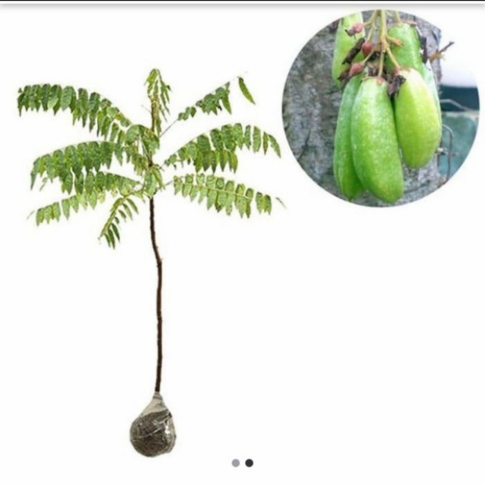 Bibit Tanaman Buah Belimbing Wuluh EE44