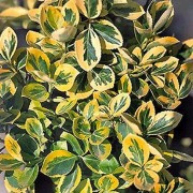 Tanaman Euonymus Japonicus / Fortune Spindle / Havana Emas (INDOR/OUTDOR)