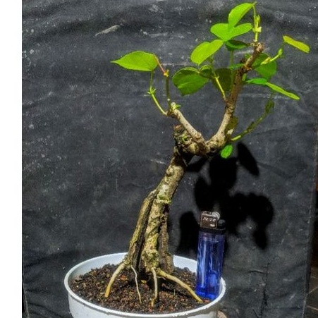 bahan bonsai waru karakter cakep realpic