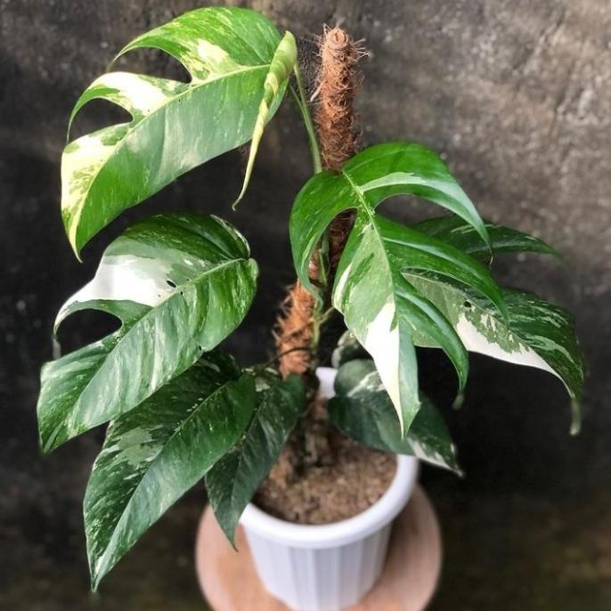Tanaman Hias Epipremnum Pinnatum variegata White/Epip Albo
