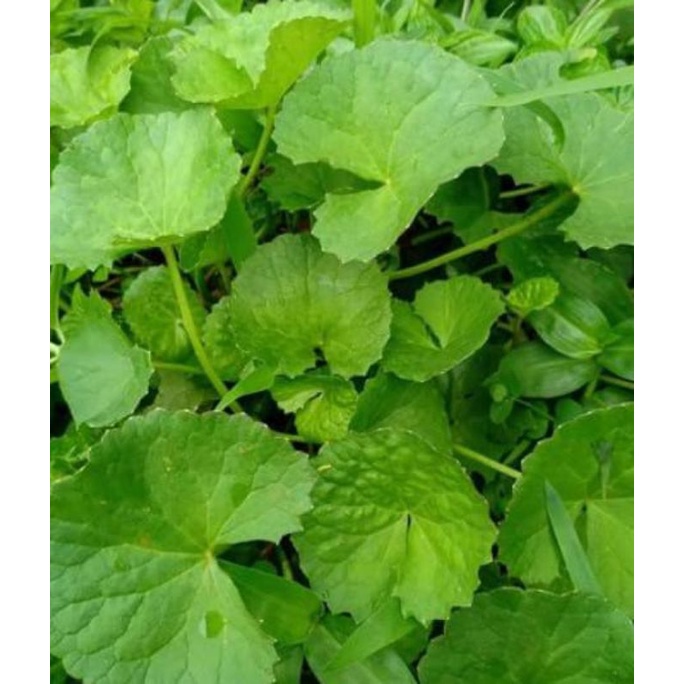 

daun dan tangkai pegagan/antanan segar