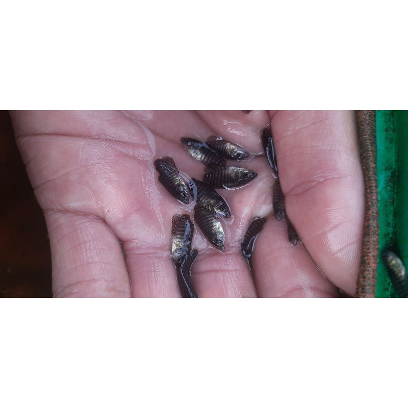 ikan bibit gurame ukuran "daun kelor" super gred per 10 fre 2