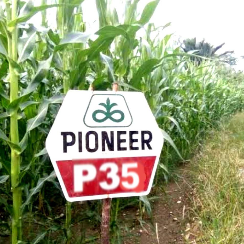 New Stock Benih jagung pioneer hibrida P35 1KG